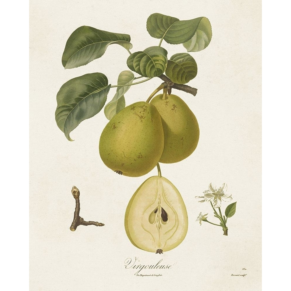 Vintage Pears III Poster Print - Langlois de-VARPDX184687Z Image 1