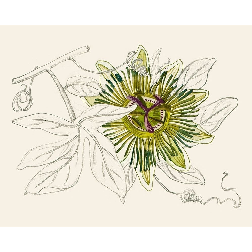 Passionflower IV Poster Print - Melissa Wang-VARPDX185442Z Image 1