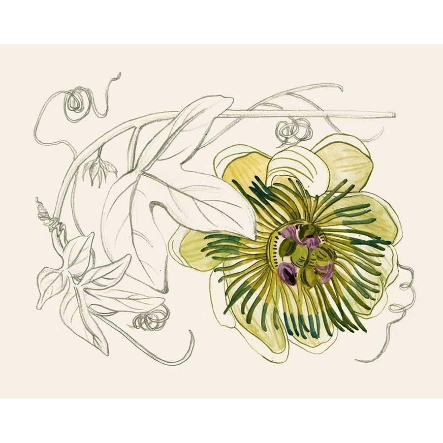 Passionflower II Poster Print - Melissa Wang-VARPDX185440Z Image 1