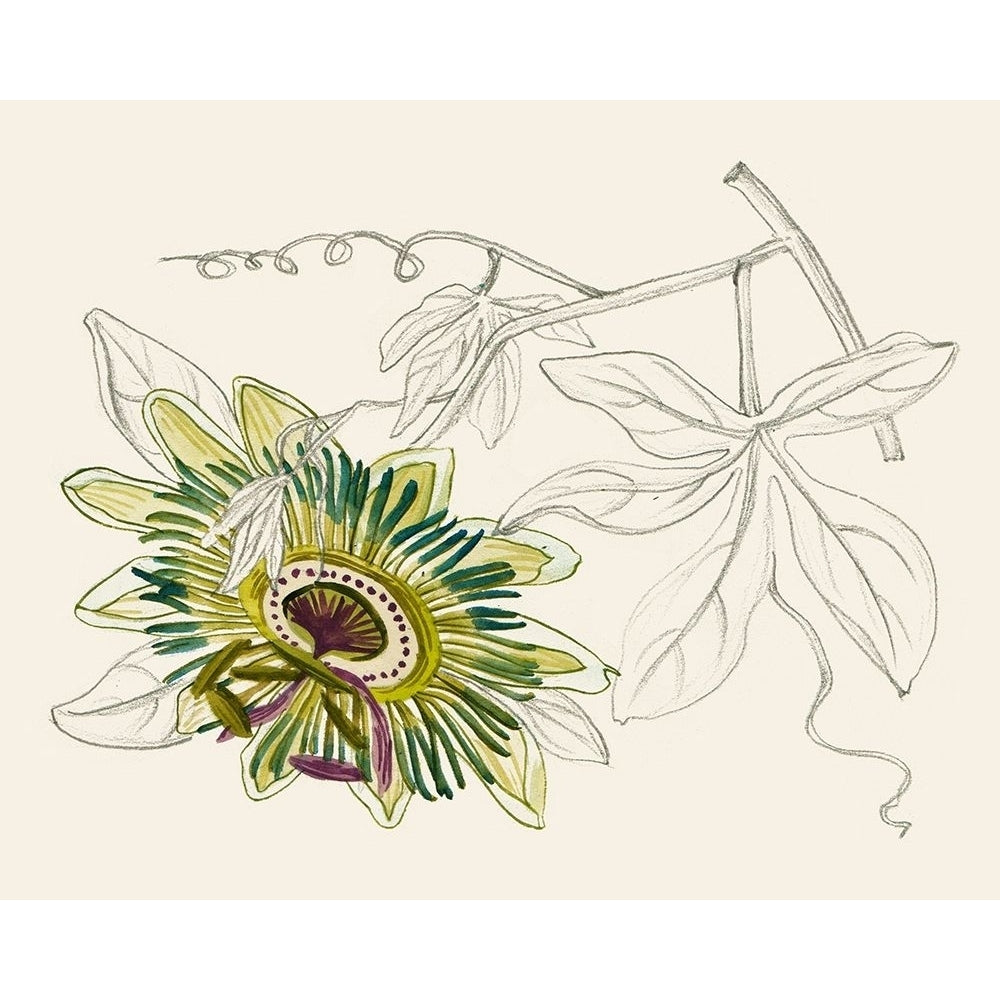 Passionflower III Poster Print - Melissa Wang-VARPDX185441Z Image 1