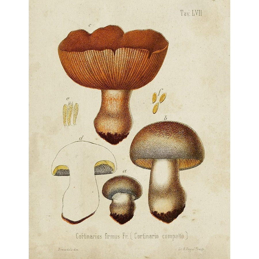 Mushroom Varieties I Poster Print - Unknown-VARPDX185817Z Image 1