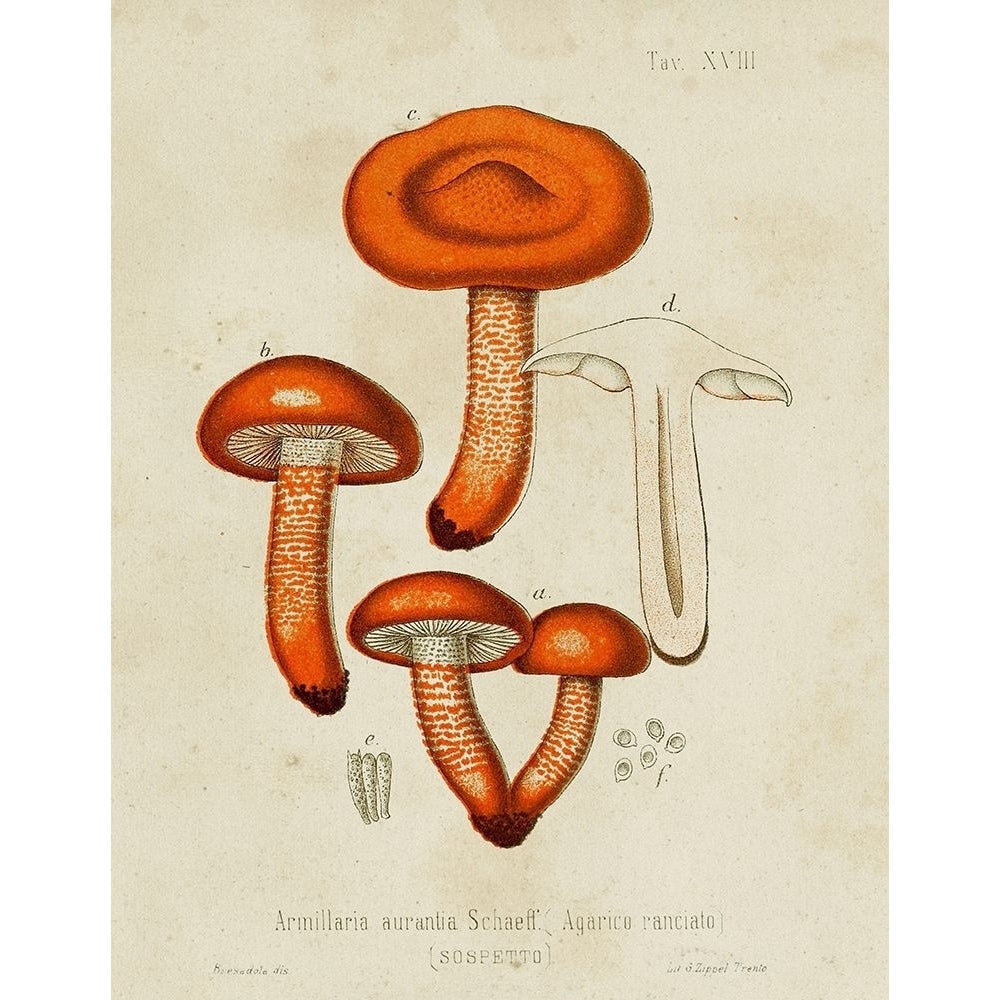 Mushroom Varieties IV Poster Print - Unknown-VARPDX185820Z Image 1