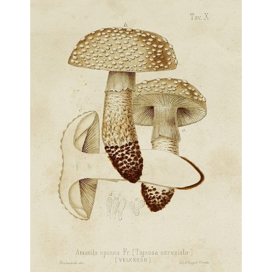 Mushroom Varieties VIII Poster Print - Unknown-VARPDX185824Z Image 1