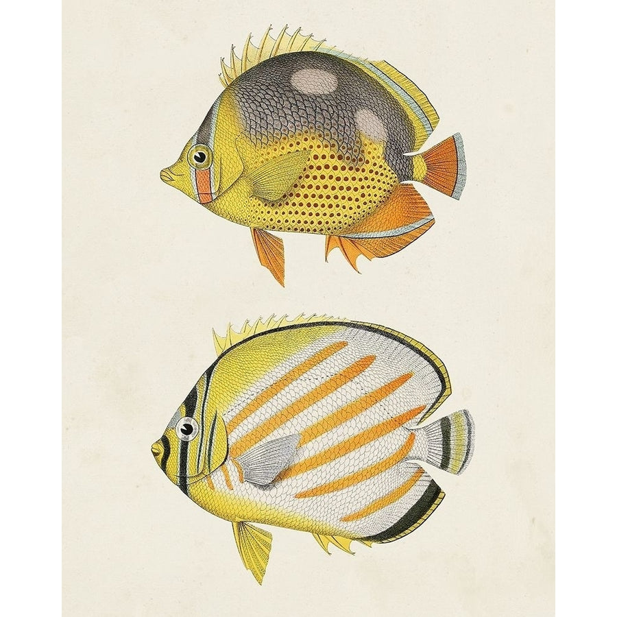 Yellow And Grey Fish IV Poster Print - Unknown-VARPDX185816Z Image 1