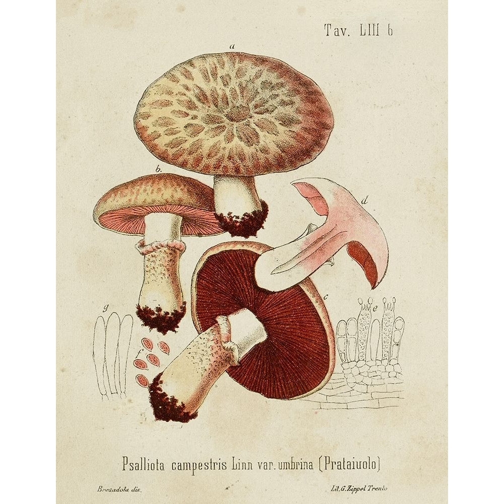 Mushroom Varieties II Poster Print - Unknown-VARPDX185818Z Image 1