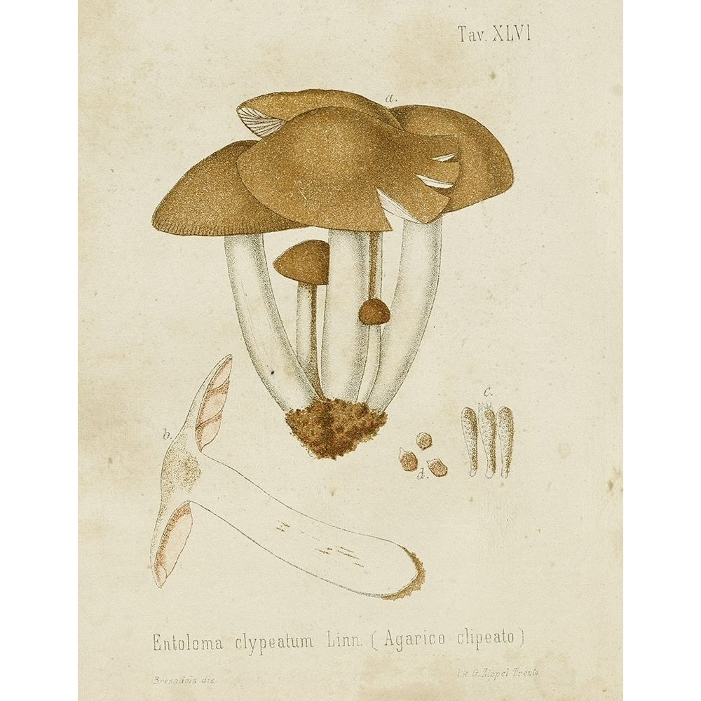 Mushroom Varieties V Poster Print - Unknown-VARPDX185821Z Image 1