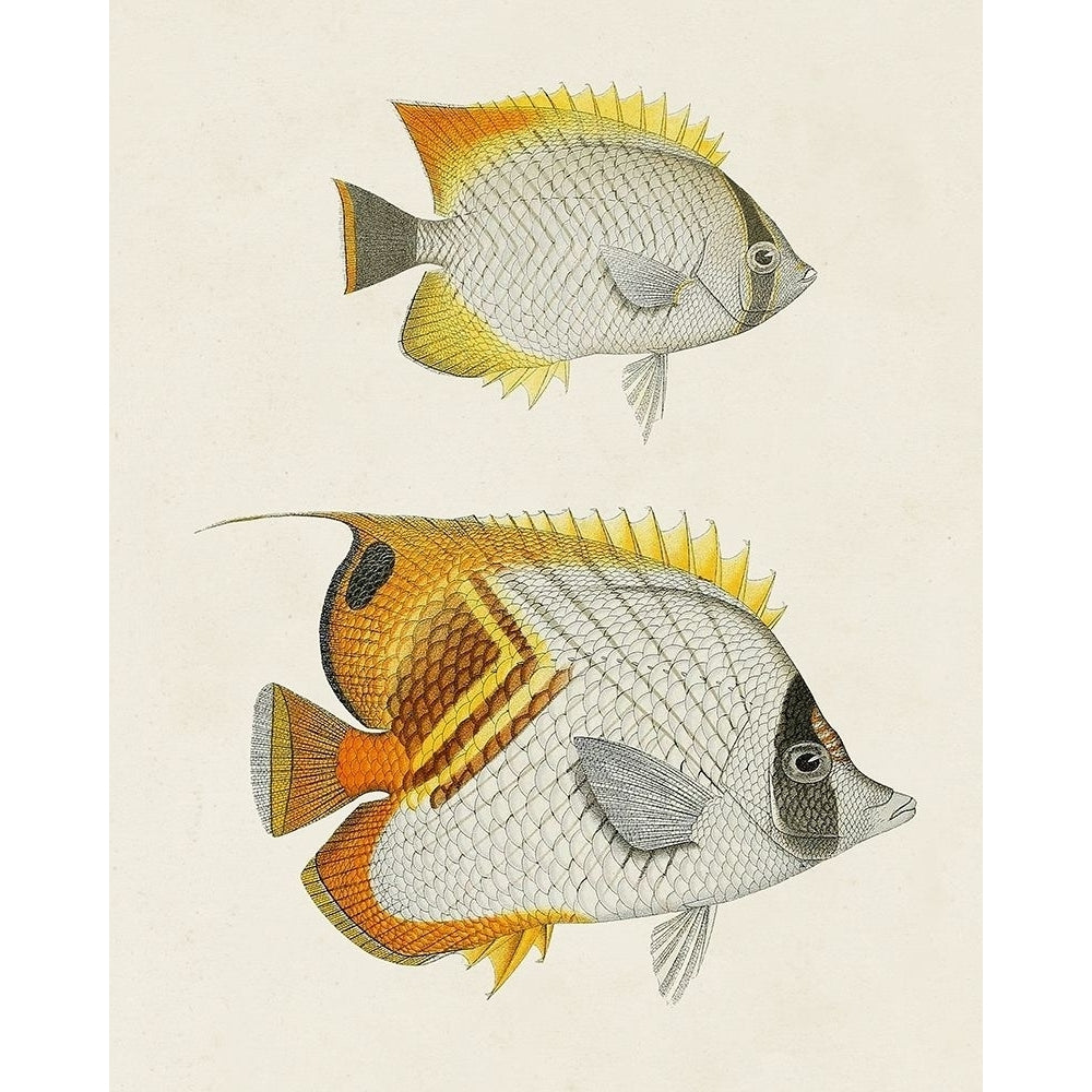 Yellow And Grey Fish I Poster Print - Unknown-VARPDX185813Z Image 1