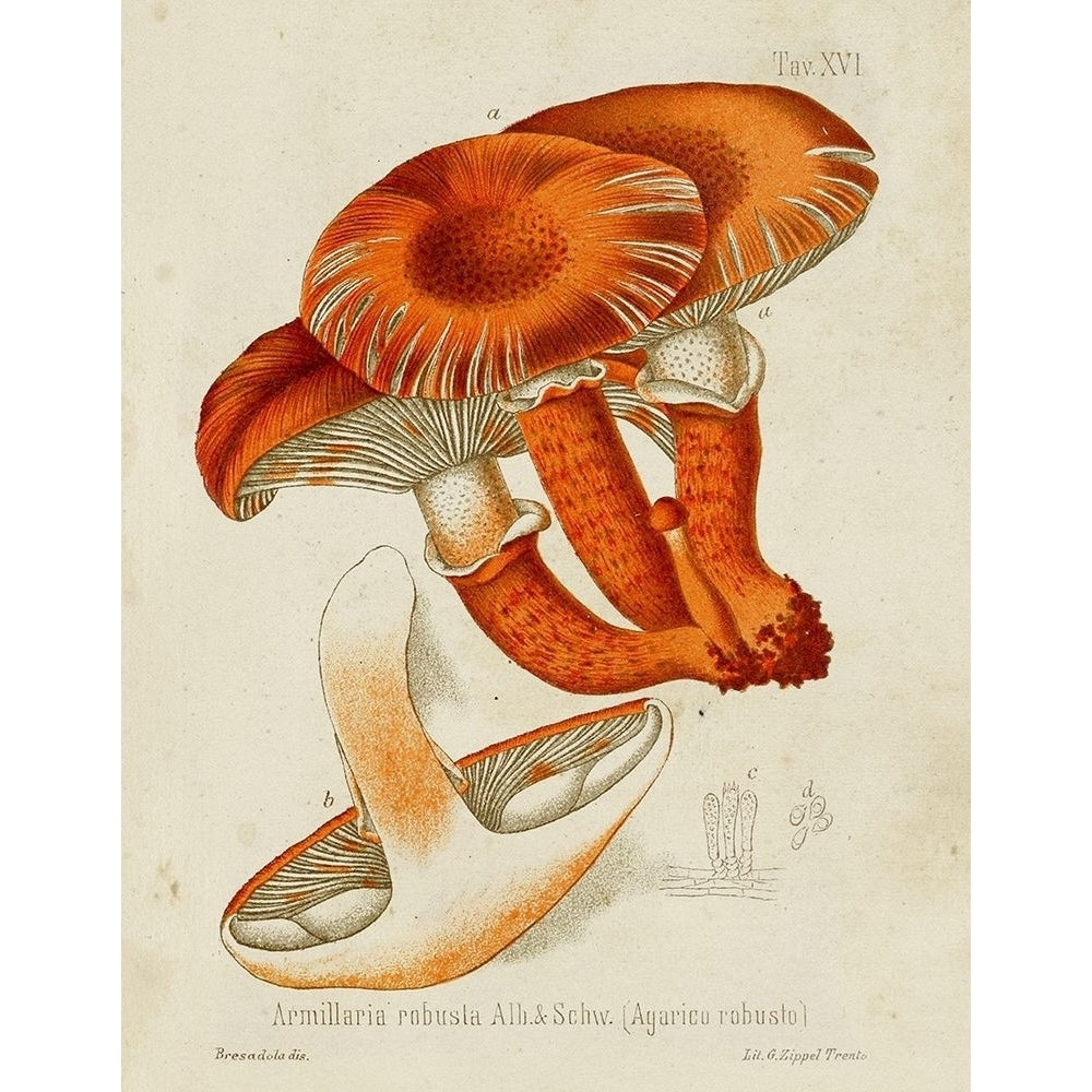 Mushroom Varieties VII Poster Print - Unknown-VARPDX185823Z Image 1