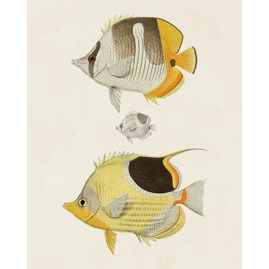 Yellow And Grey Fish II Poster Print - Unknown-VARPDX185814Z Image 1