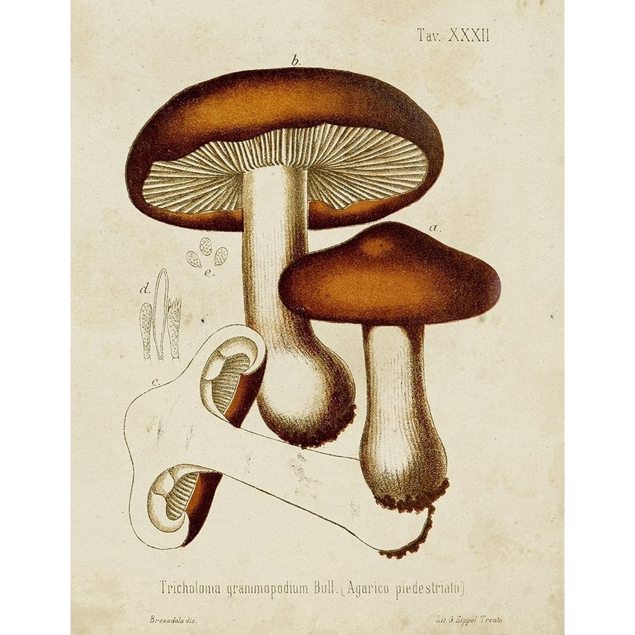 Mushroom Varieties VI Poster Print - Unknown-VARPDX185822Z Image 1