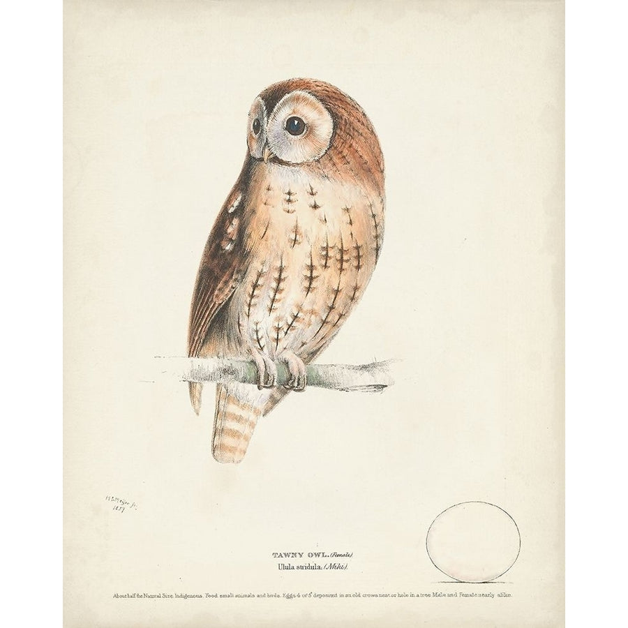 Tawny Owl Poster Print - H.L. Meyer-VARPDX185841Z Image 1