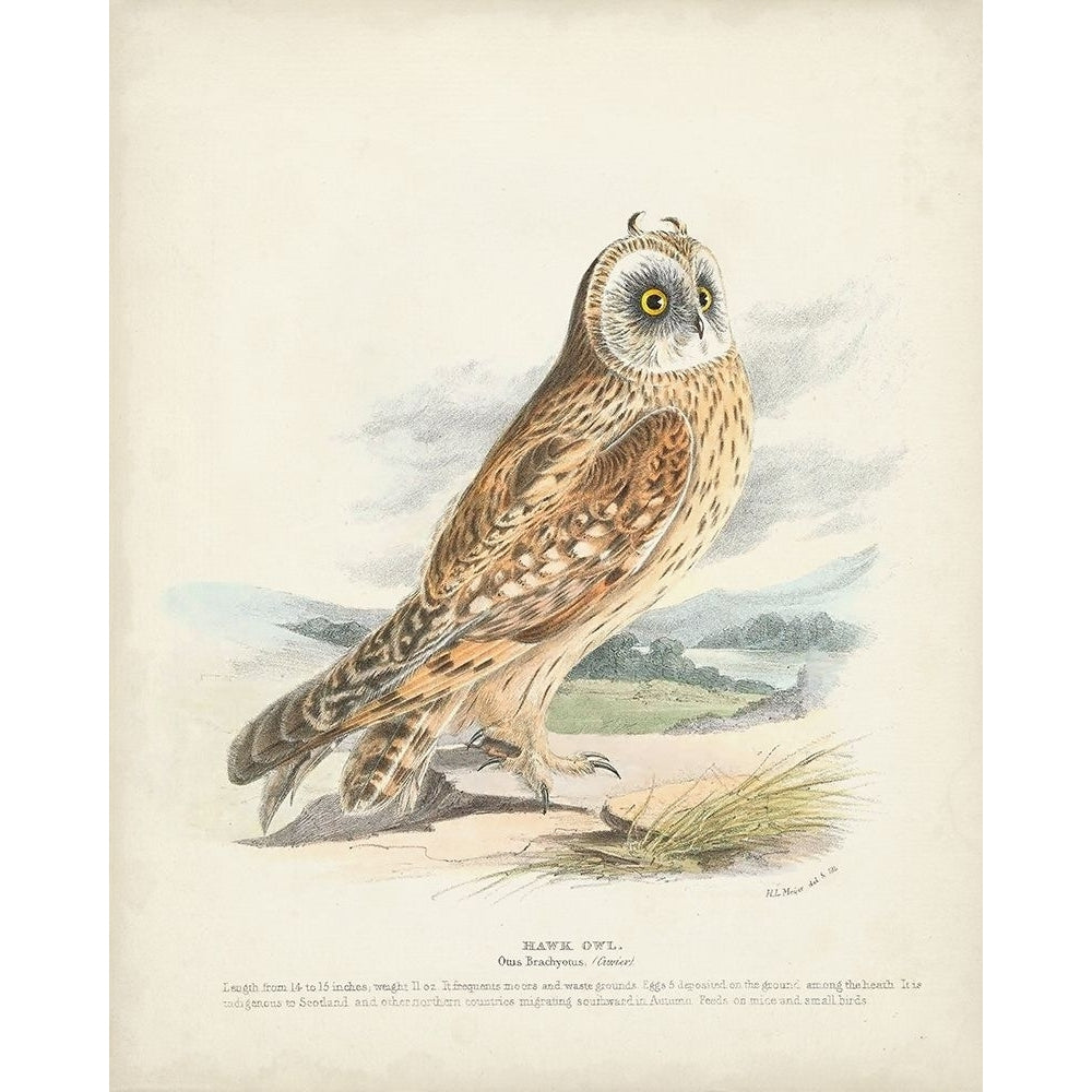 Hawk Owl Poster Print - H.L. Meyer-VARPDX185844Z Image 1