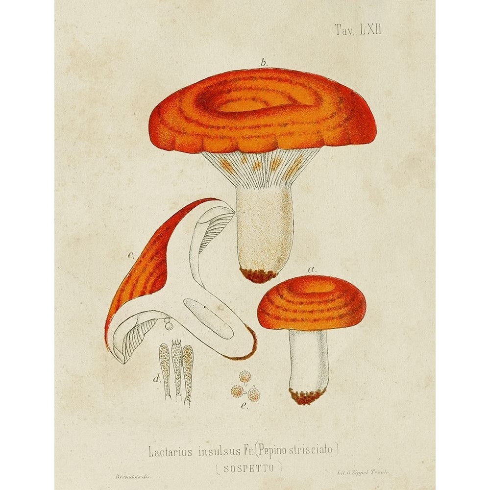 Mushroom Varieties IX Poster Print - Unknown-VARPDX185825Z Image 1