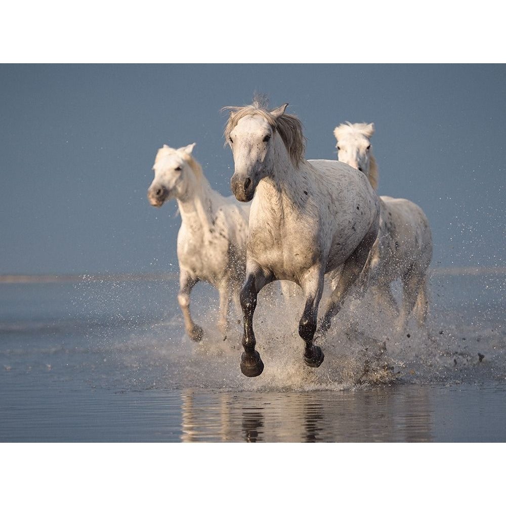 Camargue Horses On Sunset Poster Print - Rostovskiy Anton-VARPDX1858509 Image 1