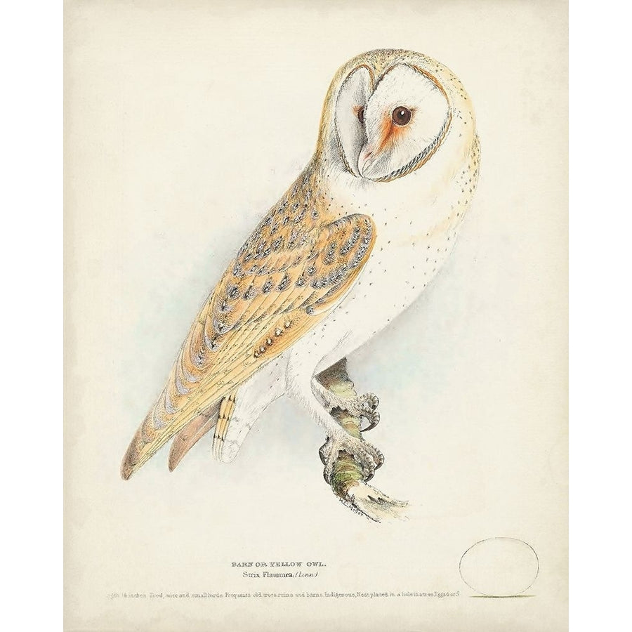 Barn Owl Poster Print - H.L. Meyer-VARPDX185842Z Image 1