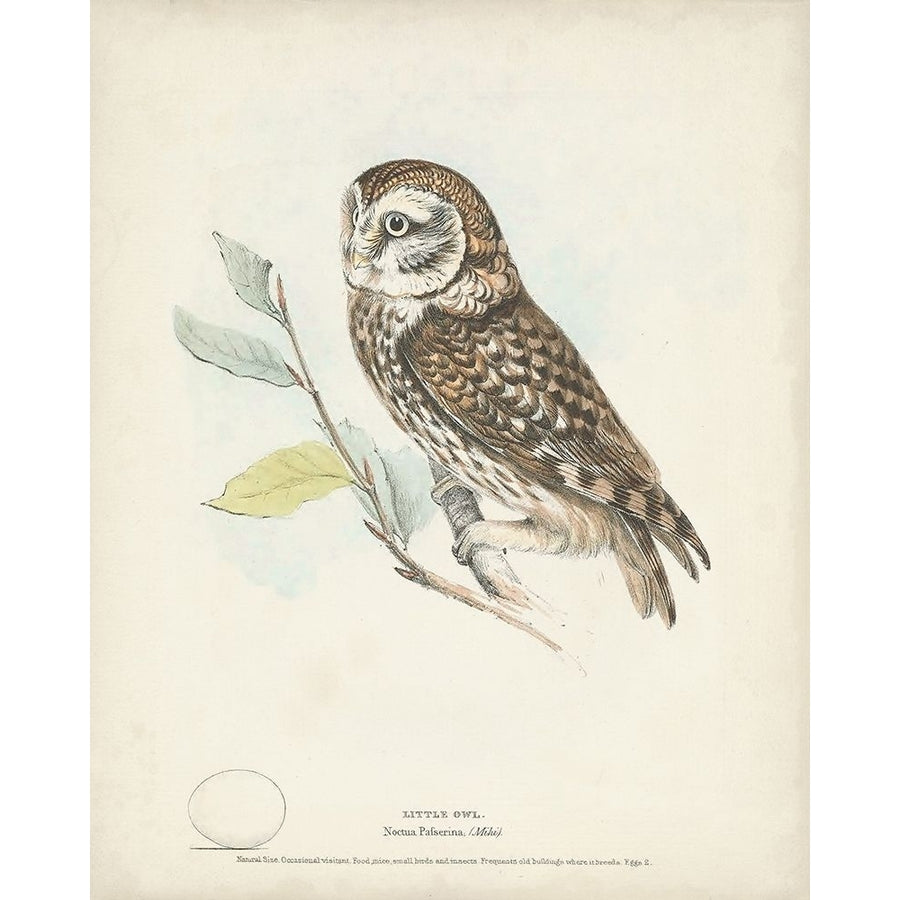 Little Owl Poster Print - H.L. Meyer-VARPDX185843Z Image 1