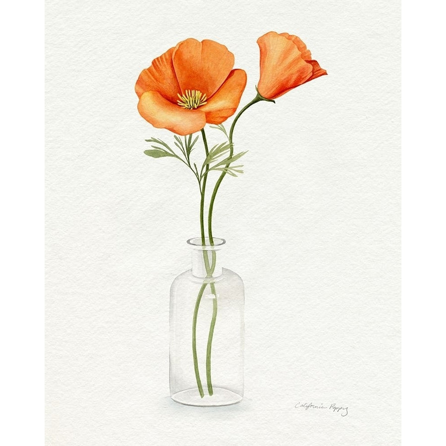 California Poppy Vase II Poster Print - Grace Popp-VARPDX185942Z Image 1