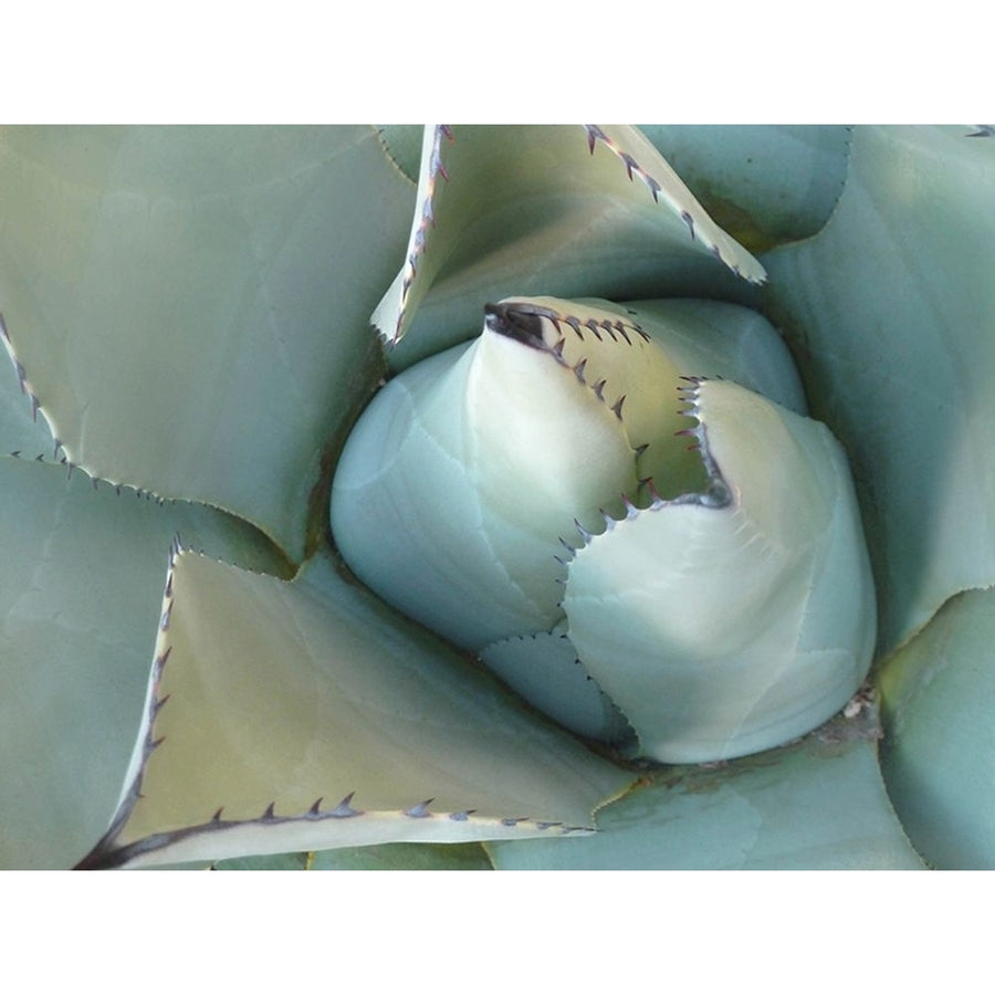 Agave Detail III Poster Print - Brittany Evans-VARPDX185968Z Image 1