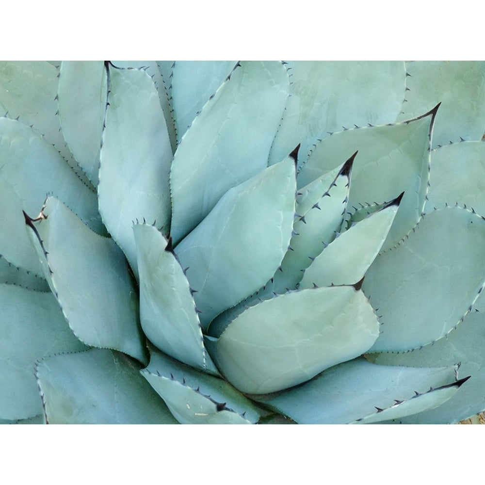 Agave Detail IV Poster Print - Brittany Evans-VARPDX185969Z Image 1