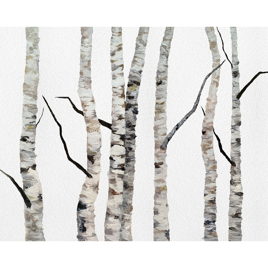 Birch Trees II Poster Print - Sheila Finch-VARPDX186122FN Image 1