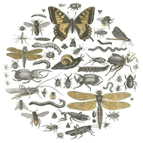 Insect Circle II Poster Print by Wild Apple Portfolio-VARPDX18665 Image 1