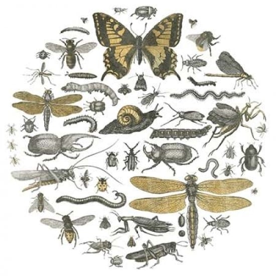 Insect Circle II Poster Print by Wild Apple Portfolio-VARPDX18665 Image 1