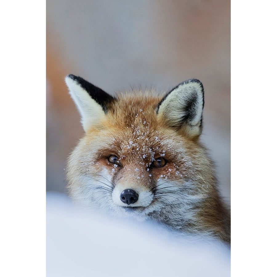 Red Fox Poster Print - Paolo Bolla-VARPDX1866635 Image 1