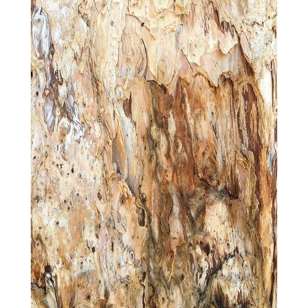 Tree Texture Triptych III Poster Print - Norm Stelfox-VARPDX186750Z Image 1