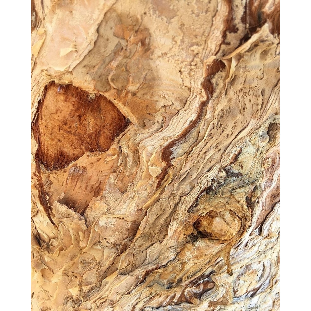 Tree Texture Triptych II Poster Print - Norm Stelfox-VARPDX186749Z Image 1