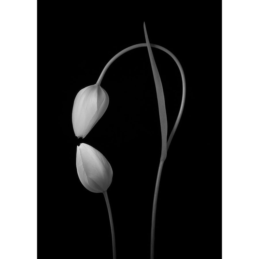 Flowers Love Poster Print - Tony Xu-VARPDX1867798 Image 1