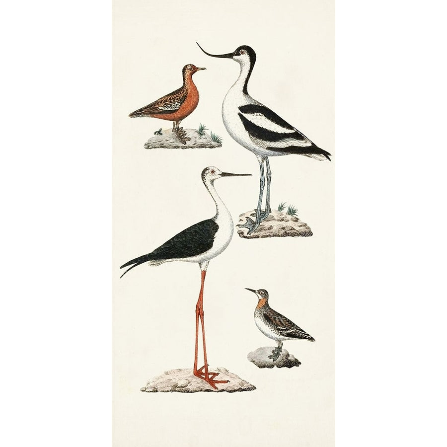 Waterbird Varieties III Poster Print - Unknown-VARPDX186863Z Image 1