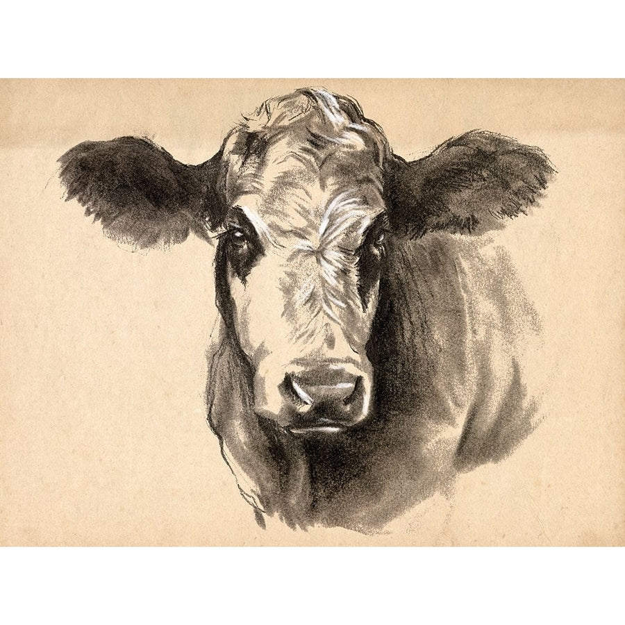 Charcoal Cow I Poster Print - Jennifer Paxton Parker-VARPDX187014FN Image 1