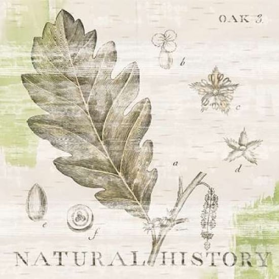 Natural History Oak III Poster Print by Sue Schlabach-VARPDX18705 Image 1