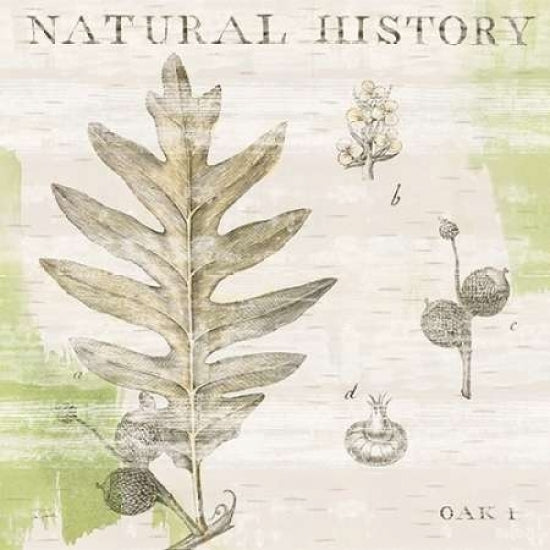 Natural History Oak I Poster Print by Sue Schlabach-VARPDX18703 Image 1