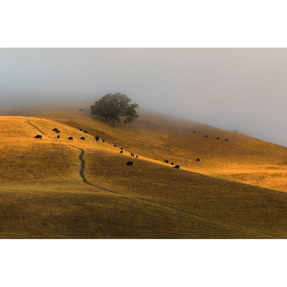 A Summer Morning in TriValley Poster Print - Jenny Qiu-VARPDX1872203 Image 1