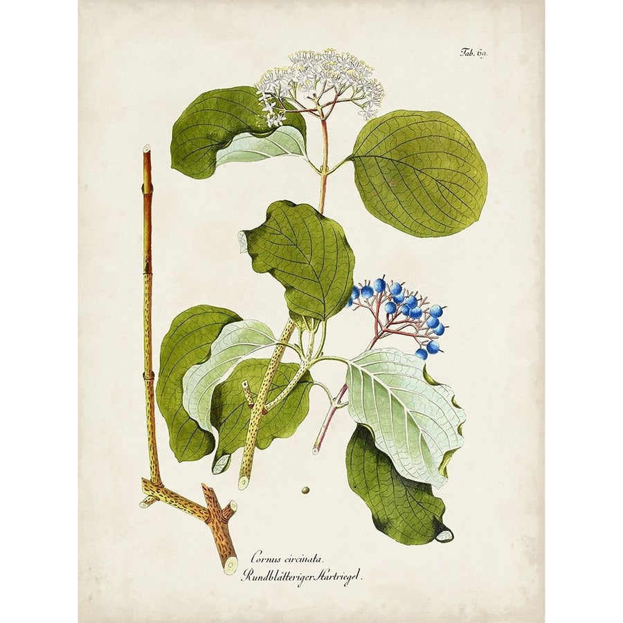 Tree in Bloom II Poster Print - Unknown-VARPDX187931Z Image 1