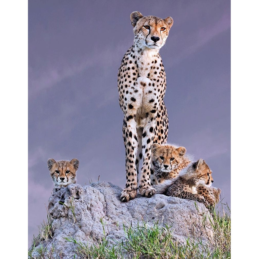 Cheetah With Cubs At Dawn Poster Print - Arun Mohanraj-VARPDX1879368 Image 1