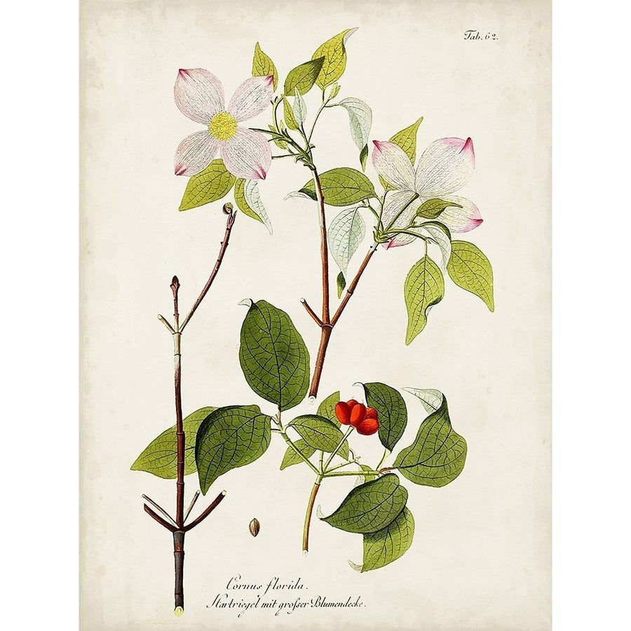 Tree in Bloom V Poster Print - Unknown-VARPDX187934Z Image 1