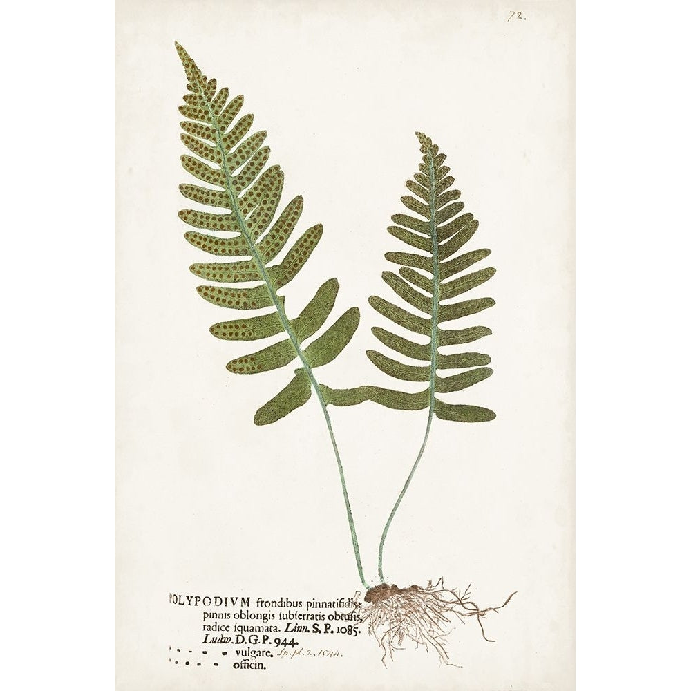 Nature Printed Ferns IX Poster Print - Unknown-VARPDX188282Z Image 1