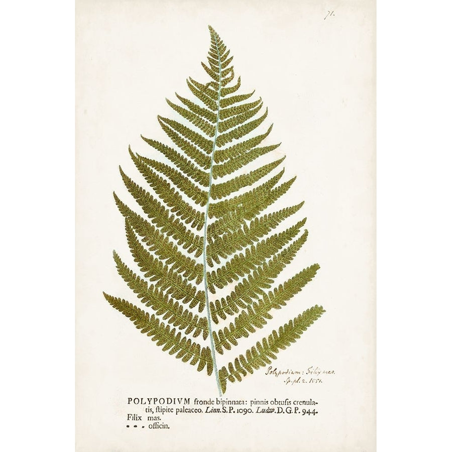 Nature Printed Ferns II Poster Print - Unknown-VARPDX188275Z Image 1