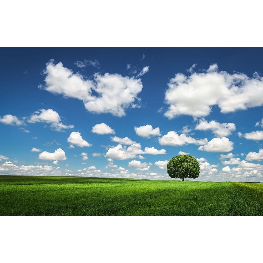 Lonely Tree Poster Print - Bess Hamiti-VARPDX1887041 Image 1