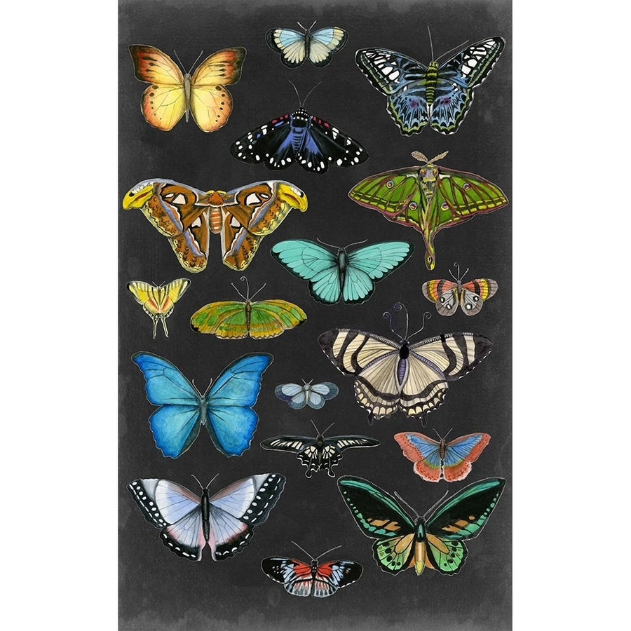 Graphic Butterfly Taxonomy I Poster Print - Naomi McCavitt-VARPDX188875Z Image 1