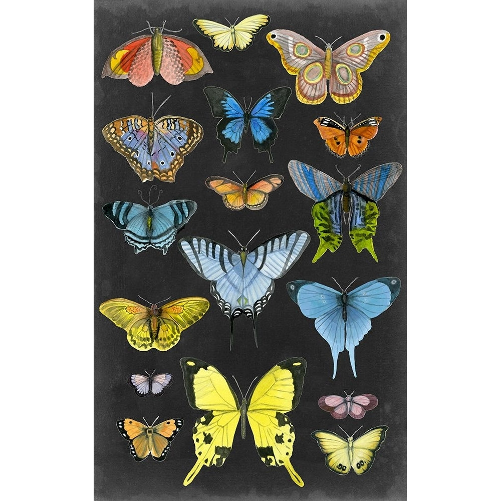 Graphic Butterfly Taxonomy II Poster Print - Naomi McCavitt-VARPDX188876Z Image 1