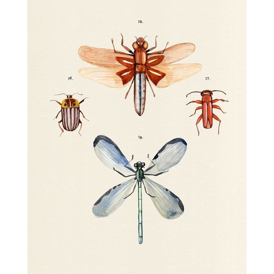 Insect Varieties IV Poster Print - Annie Warren-VARPDX188917Z Image 1