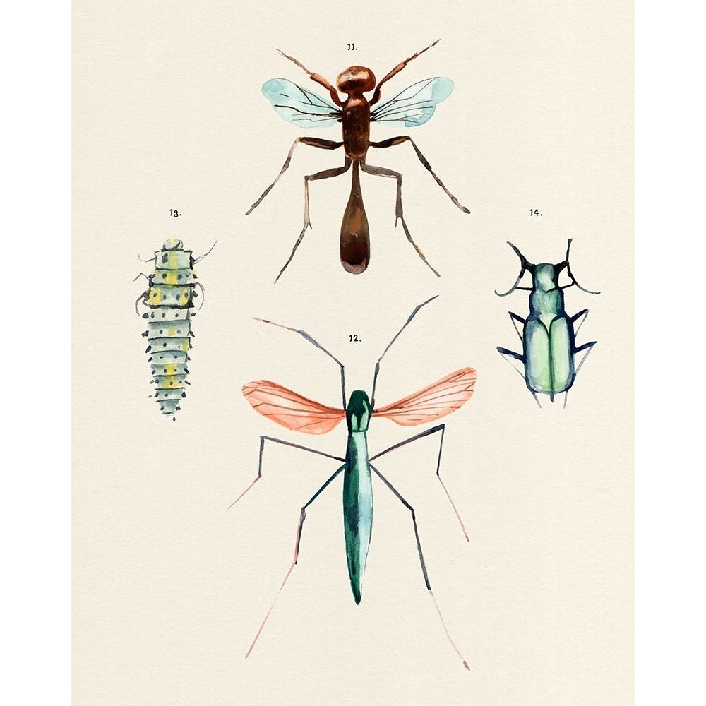 Insect Varieties III Poster Print - Annie Warren-VARPDX188916Z Image 1