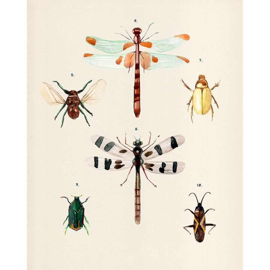 Insect Varieties II Poster Print - Annie Warren-VARPDX188915Z Image 1