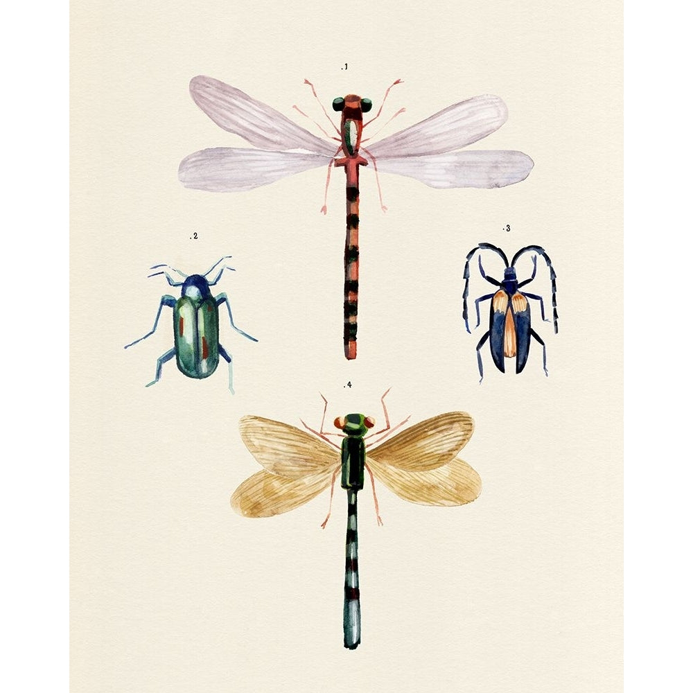 Insect Varieties I Poster Print - Annie Warren-VARPDX188914Z Image 1