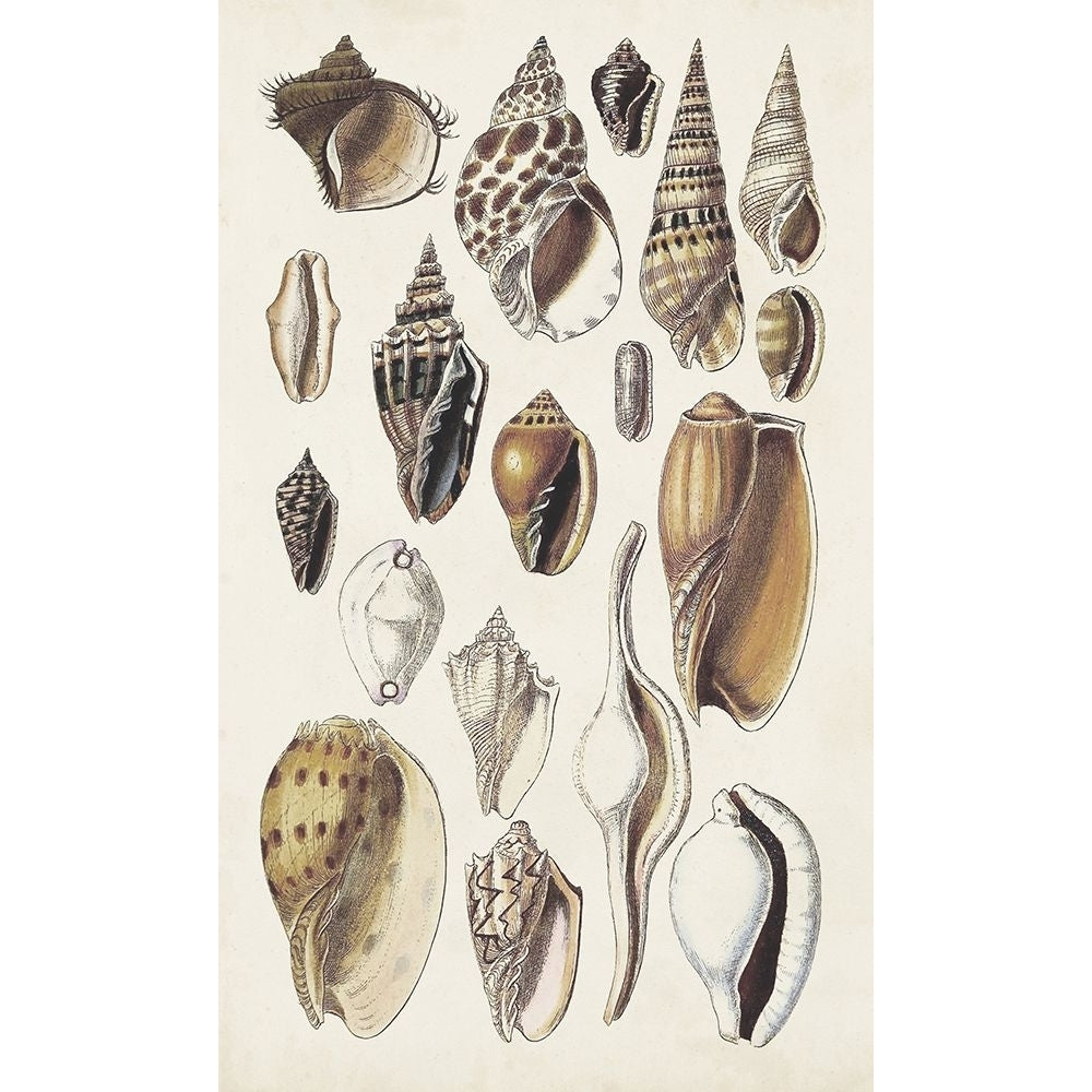 Seashell Array IV Poster Print - G.B. Sowerby-VARPDX189075Z Image 1