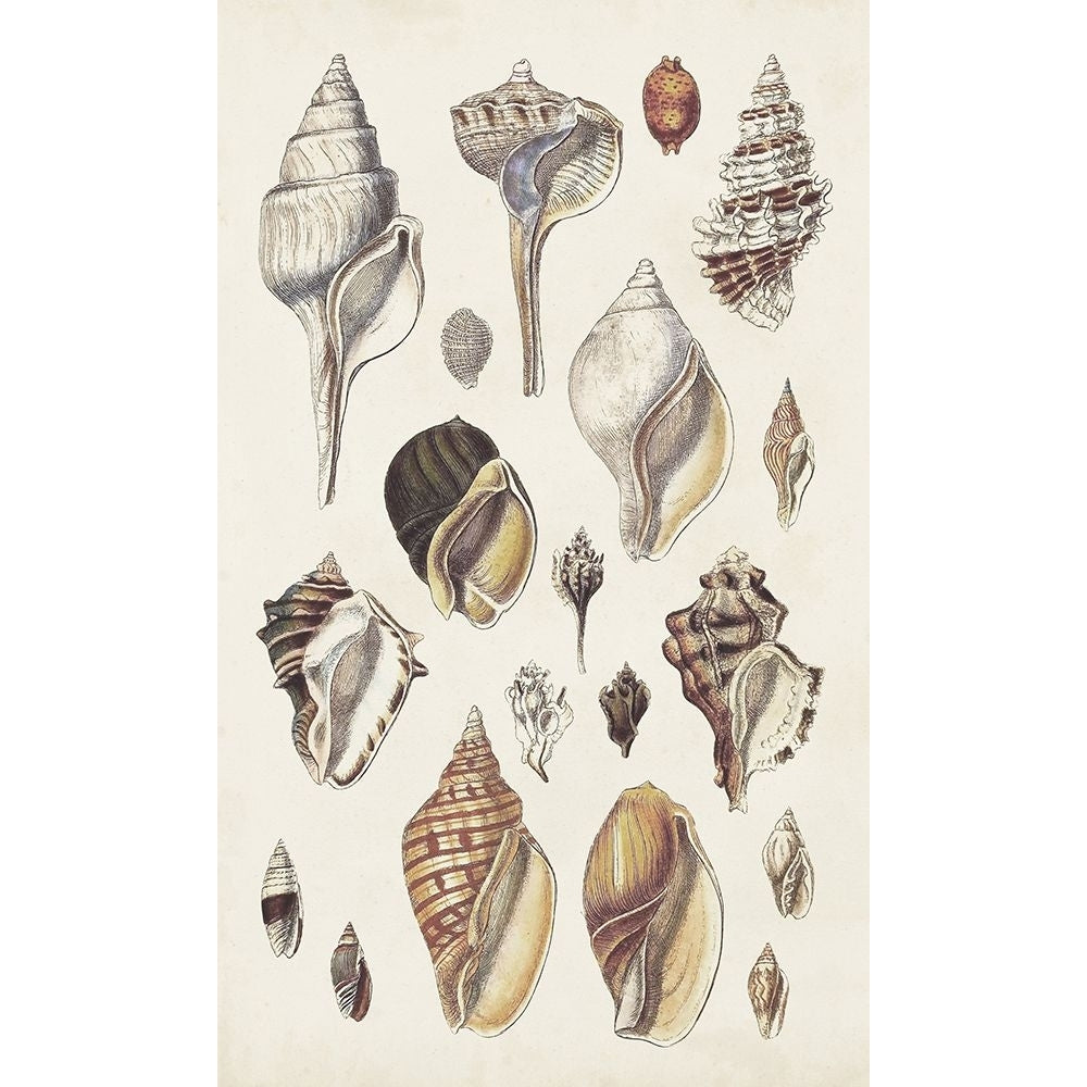 Seashell Array II Poster Print - G.B. Sowerby-VARPDX189073Z Image 1