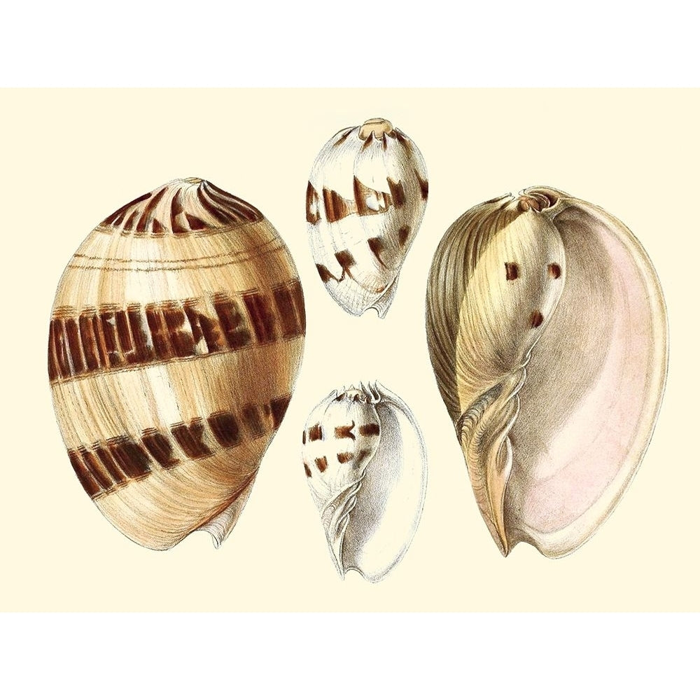 Splendid Shells VII Poster Print - Studio Vision-VARPDX189122Z Image 1